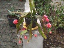 Wunderschöner Kaktus! - Epiphyllum-Blattkaktus - Pflanze