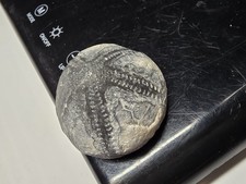 Seeigel Galerites Steinkern