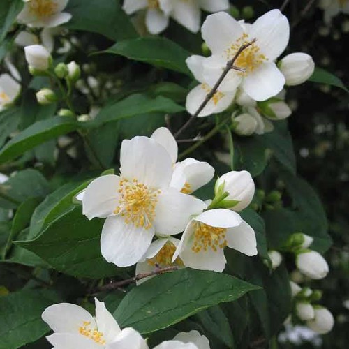 Bauernjasmin duftjasmin - bauernjasmin,,