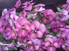 Hornveilchen * Viola cornuta *