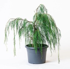 Chamaecyparis lawsoniana