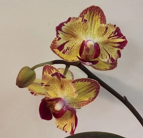 Taiwan orchidee phalaenopsis - taiwan,