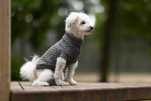 Hundepullover strickpullover - hundepullover,