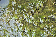 HORNKRAUT  2000 Gramm  Hornkraut, Hornblatt   nur kurz zu diesem Preis!!