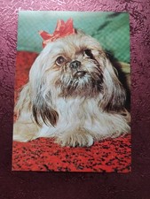 Alte Hundepostkarte ? SHIH TZU ? AK HUND J.Berg 3/74