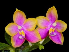 Original phal phalaenopsis - phal,