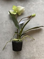 Orchidee In Erde Künstlich,Frauenschuh, Höhe 35 cm,Erde 7 cm,NEU,Handmade,B223