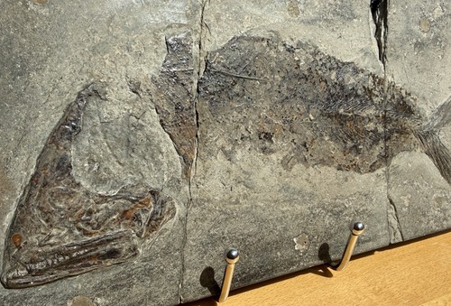 Pachycormus fossil fisch 30cm - fisch,