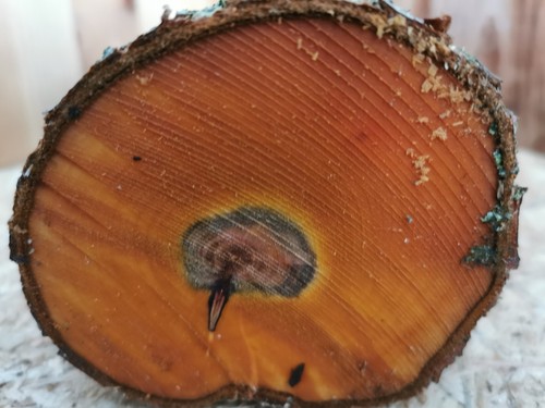 Pflaume drechselholz cm - pflaume, 25×10