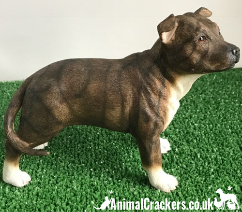 Staffordshire bullterrier - staffordshire,