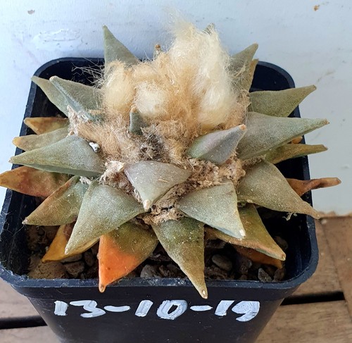 Alter ariocarpus retusus auf - ,