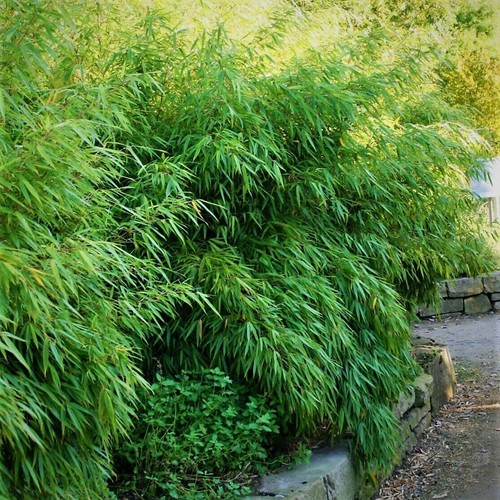 Fargesia rufa winterharter - fargesia,