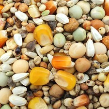 Gladen - Zucht ohne Weizen -