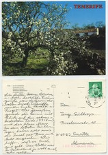 49156 - Blühender Mandelbaum - Teneriffa - Ansichtskarte, gelaufen