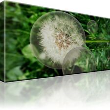 Löwenzahn Blume Pusteblume Bild Bilder Leinwand Wandbild Kunstdruck