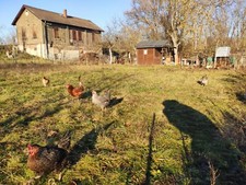 Sehr Frische Eier Grünland Araucana Vorwerk Maran Australorp 14 Hühner??hatch