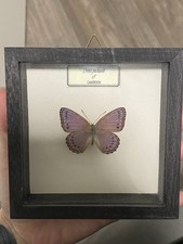 butterfly in display case