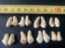 Set 1 Hirsch Grandeln DEKO