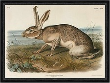 Texian Hare, Lepus Texianus John Woodhouse Audubon Hase Tiere  Faks_B 02698