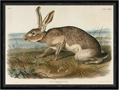 Texian hare lepus texianus - hare,,