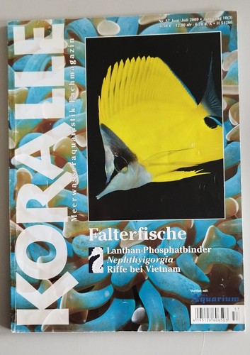 Koralle 57 falterfische - koralle,