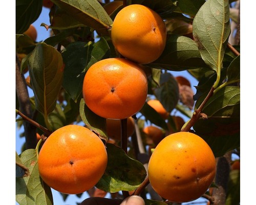 Diospyros kaki fuyu - kaki,