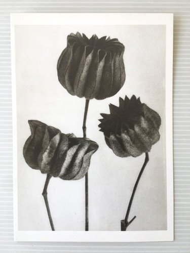 Akarl blossfeldt abutilon - blossfeldt,