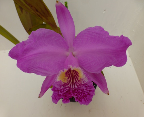 Cattleya lueddemanniana