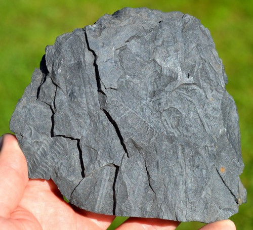 Fossil pecopteris - -,