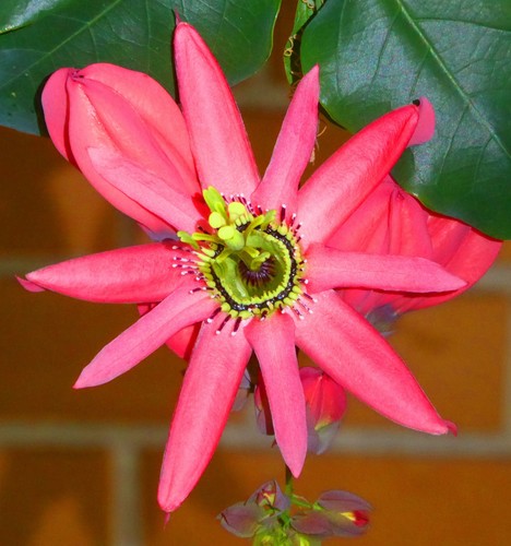 Passiflora racemosa