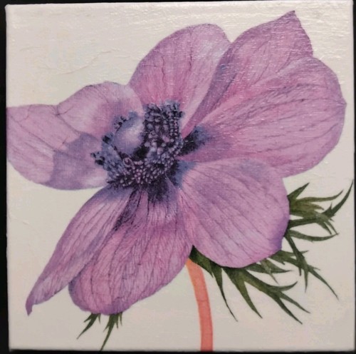 Anemonen bild - anemonen,
