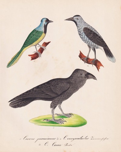 Rabe raven kolkrabe - raven,