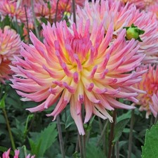 Dahlien   Wurzelstock mit