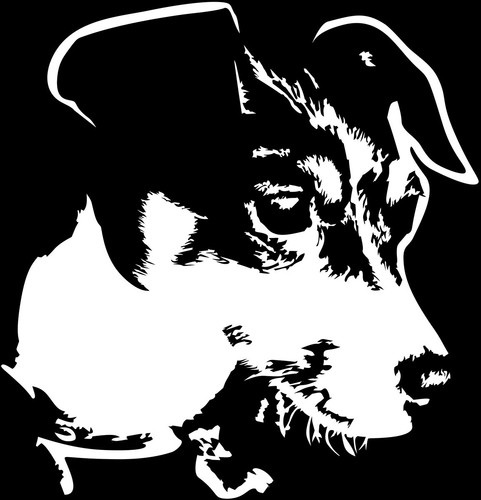 Jack russell terrier - jack,