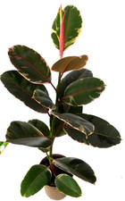 . Gummibaum  Ficus Belize Zimmerpflanze Grünpflanze