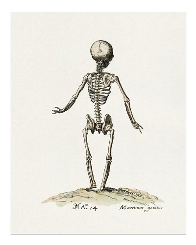 Anatomisches skelett wandkunst - anatomisches,