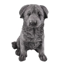 440s Rottweiler Welpe