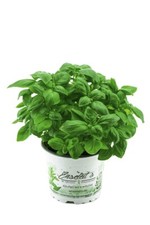 Basilikum Pflanze, Frische