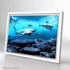 Haie Meer Natur Tiere Abstrakt