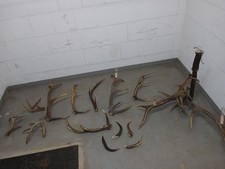 Abwurfstangen  Geweih Rotwild Hirschgeweih Dekoration Deko