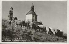 678 bergschafe schafe - 39/678, ak