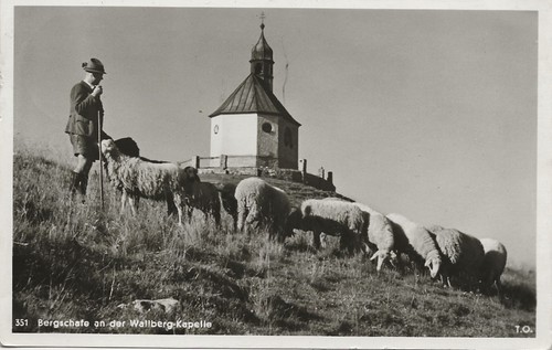 678 bergschafe schafe - ak,