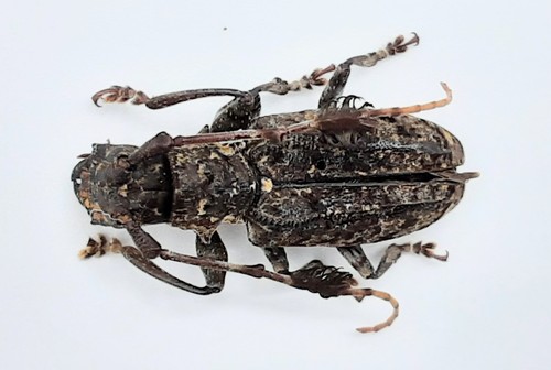 Cerambycidae imantocera - cerambycidae,,