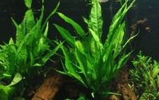 Aquarium Pflanze Microsorum