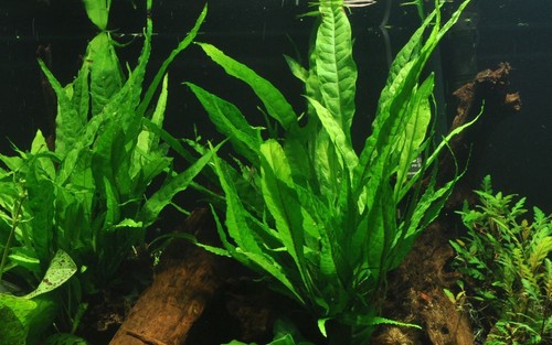 Aquarium pflanze microsorum - pflanze,
