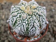 8i48 Astrophytum Super Kabuto