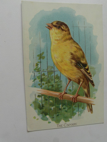 Künstler the canary - the,