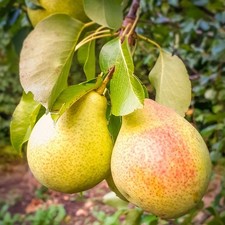 Birnenbaum Patten - Winterhart