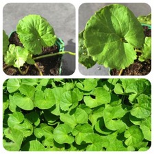 Gotu Kola Indischer Wassernabel Rau Ma Tigergras Gedächtnispflanze Gotukola Cola