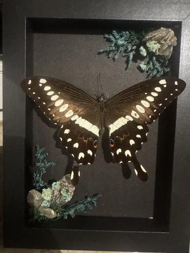 Schmetterling rahmen mit - im,